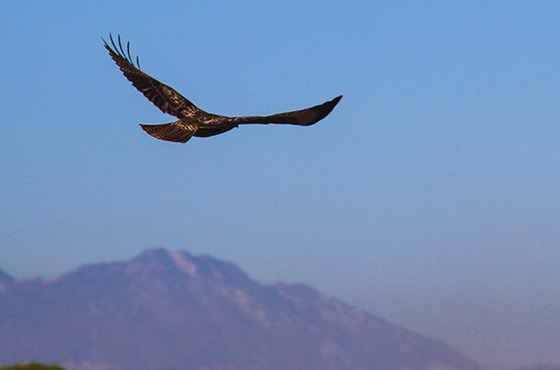 Red-Tailed Hawk - River Islands