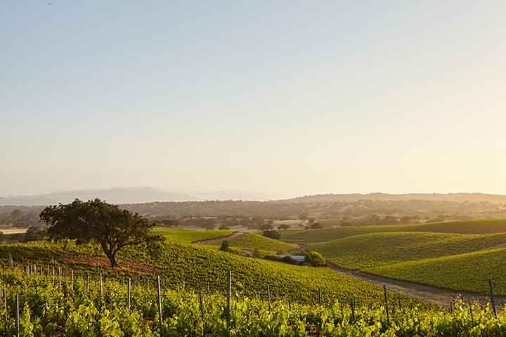 vineyard at sunrise